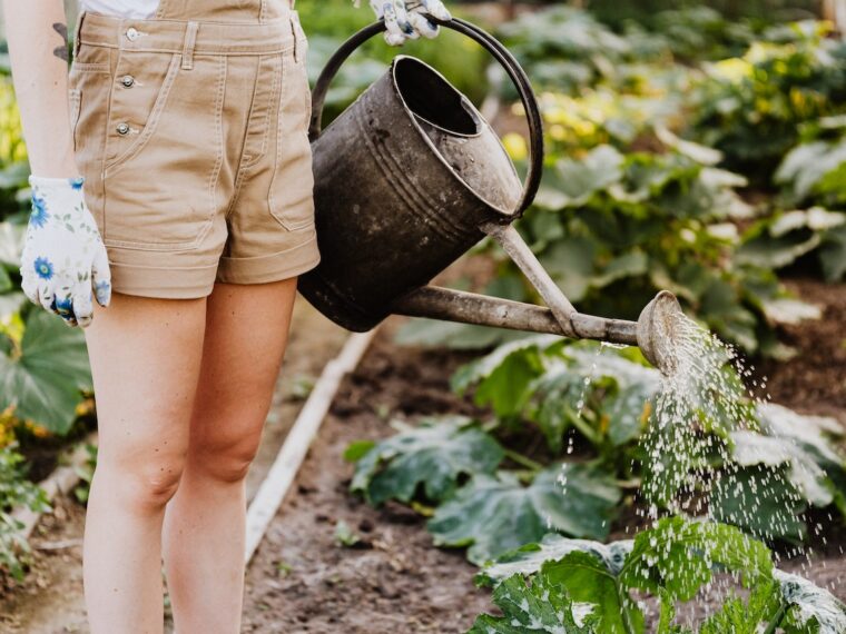 Cum să îngrijești plantele din grădina ta pentru a le asigura creșterea și înflorirea optimă