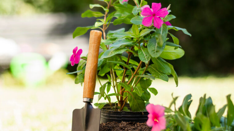 Cum să îngrijești florile în funcție de anotimp și climat