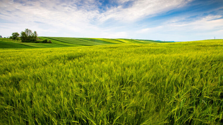 Cum sa îți pregătești terenul și semințele pentru culturile agricole pe care vrei să le plantezi