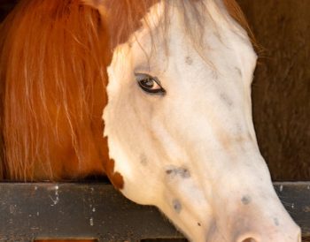 Rasele impunătoare de cai: Totul despre îngrijirea lor