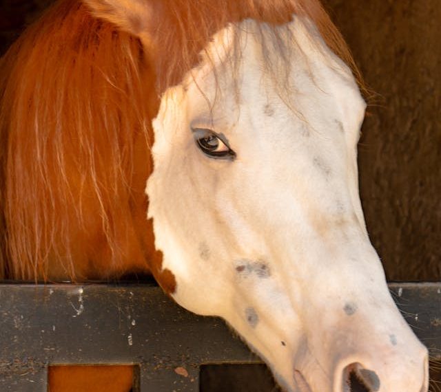 Rasele impunătoare de cai: Totul despre îngrijirea lor
