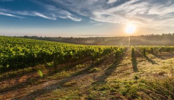 Turismul viticol și degustarea de vinuri în lume