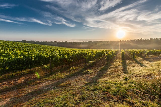 Turismul viticol și degustarea de vinuri în lume