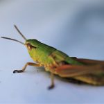 Ce este un articol de analiză