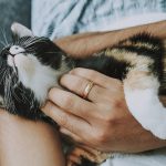 Dezinsecția blocurilor: responsabilitățile administrației și ale locatarilor