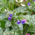 Durerea de dinți și inflamația gingiilor