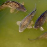 Ce croială de bluză avantajează umerii lați