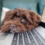 Combinele frigorifice cu dozator de apă merită investiția? Avantaje și dezavantaje